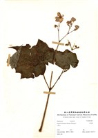 藏品(水鴨腳)的圖片